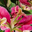 Лилия Parrot Pink Cariba
