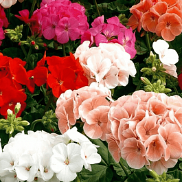 Пеларгония зональная Horaizon Mix