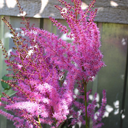 Астильба китайская Ту Хэв энд Ту Холд