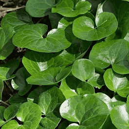 Копытень европейский