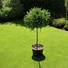 Лиственница европейская Глобус