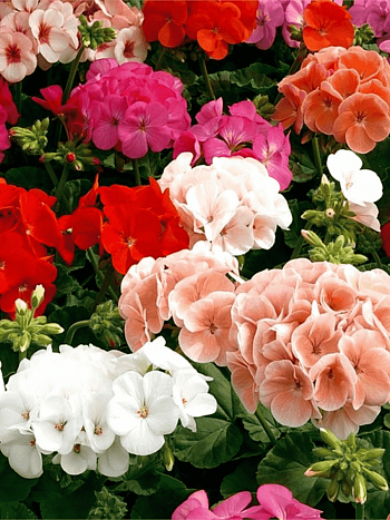 Пеларгония зональная Horaizon Mix