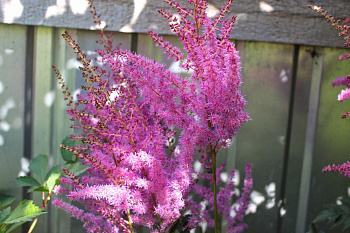 Астильба китайская Ту Хэв энд Ту Холд