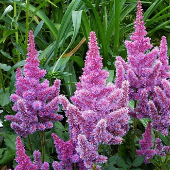 Астильба гибридная Пёпл Рейн НАБОР 2ШТ (1+1)