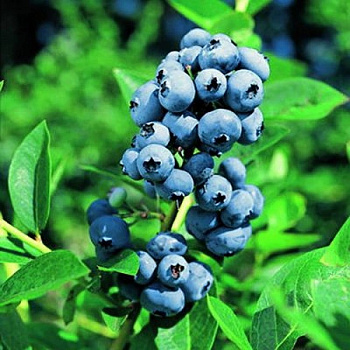 Голубика высокорослая Эллиот