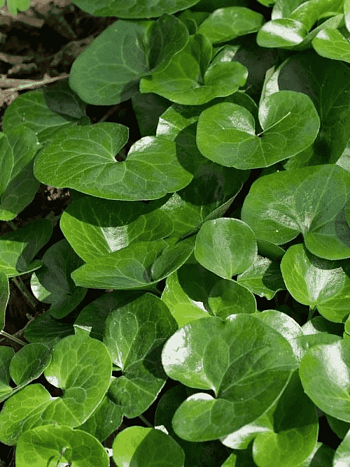 Копытень европейский