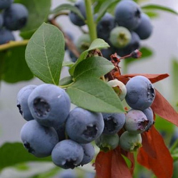 Голубика высокорослая Бонифаций