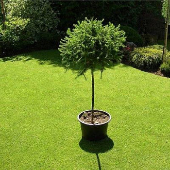 Лиственница европейская Глобус