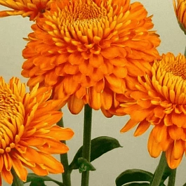 Хризантема  Margaret Bronze