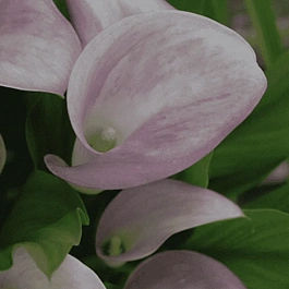 Калла Ruby Light Pink Ice