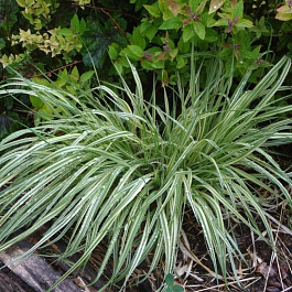 Молиния голубая Вариегата