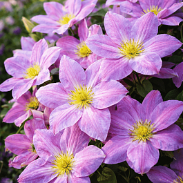 Клематис Change of Heart