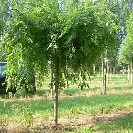 Ясень Обыкновенный Пендула