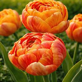 Тюльпан Double beauty of apeldoorn