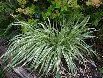 Молиния голубая Вариегата