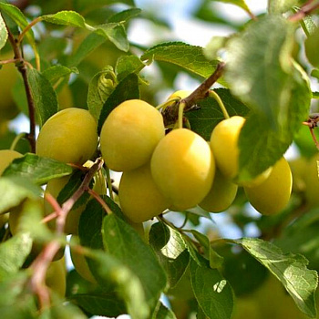 Слива  Восход