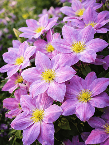 Клематис Change of Heart