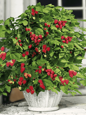 Малина карликовая Ruby Beauty