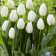 Тюльпан Catherine