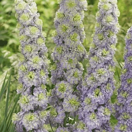 Дельфиниум  культурный Crystal Delight