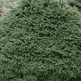 Ель обыкновенная Maxwellii