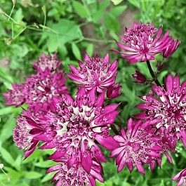 Астранция большая Primadonna