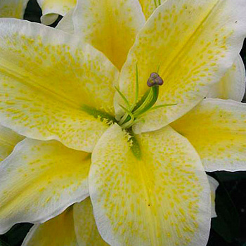 Лилия восточная Брейк-данс НАБОР 2ШТ (2+2)