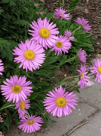 Астра альпийская Happy End