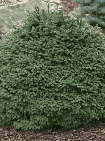Ель обыкновенная Maxwellii