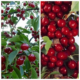 Дерево-сад (2-3х летка) вишня 2 сорта Молодежная-Восторг