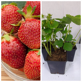 Земляника садовая Царица НАБОР 3ШТ