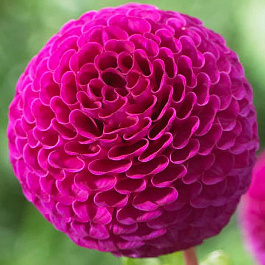 Георгина Помпонная Рокко