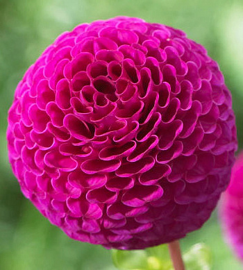 Георгина Помпонная Рокко