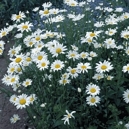 Нивяник наибольший Becky