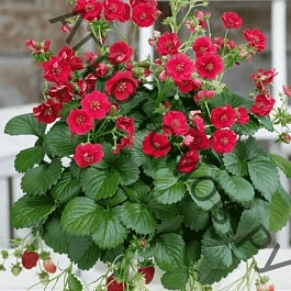 Земляника Summer Breeze Red