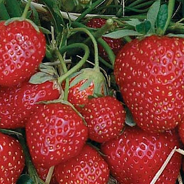 Земляника садовая Зенга Зенгана