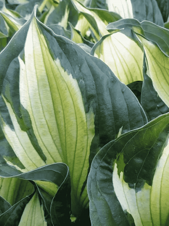 Хоста  гибридная Colored Hulk