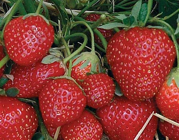 Земляника садовая Зенга Зенгана Земляника садовая Зенга Зенгана