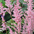 Астильба гибридная Mighty Pip