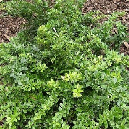 Барбарис средний Паркджювэл