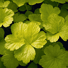 Гейхера World Caffe Romano