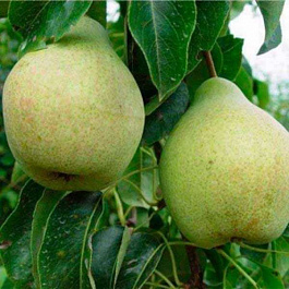 Груша плодовая Пава (Эстафета) Груша плодовая Пава (Эстафета)