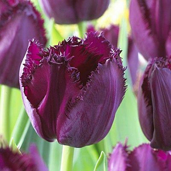 Тюльпан бахромчатый Пепл Кристал Тюльпан бахромчатый Пепл Кристал