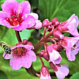 Бадан (Слоновьи уши) гибридный Dragonfly Sakura