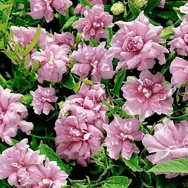 Калистегия плющелистная Flore Pleno