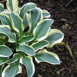 Хоста Funny Mouse