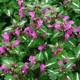 Яснотка крапчатая Roseum