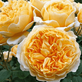 Роза Английская кустовая Beatrice