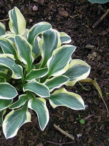 Хоста Funny Mouse