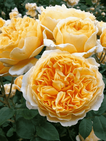 Роза Английская кустовая Beatrice